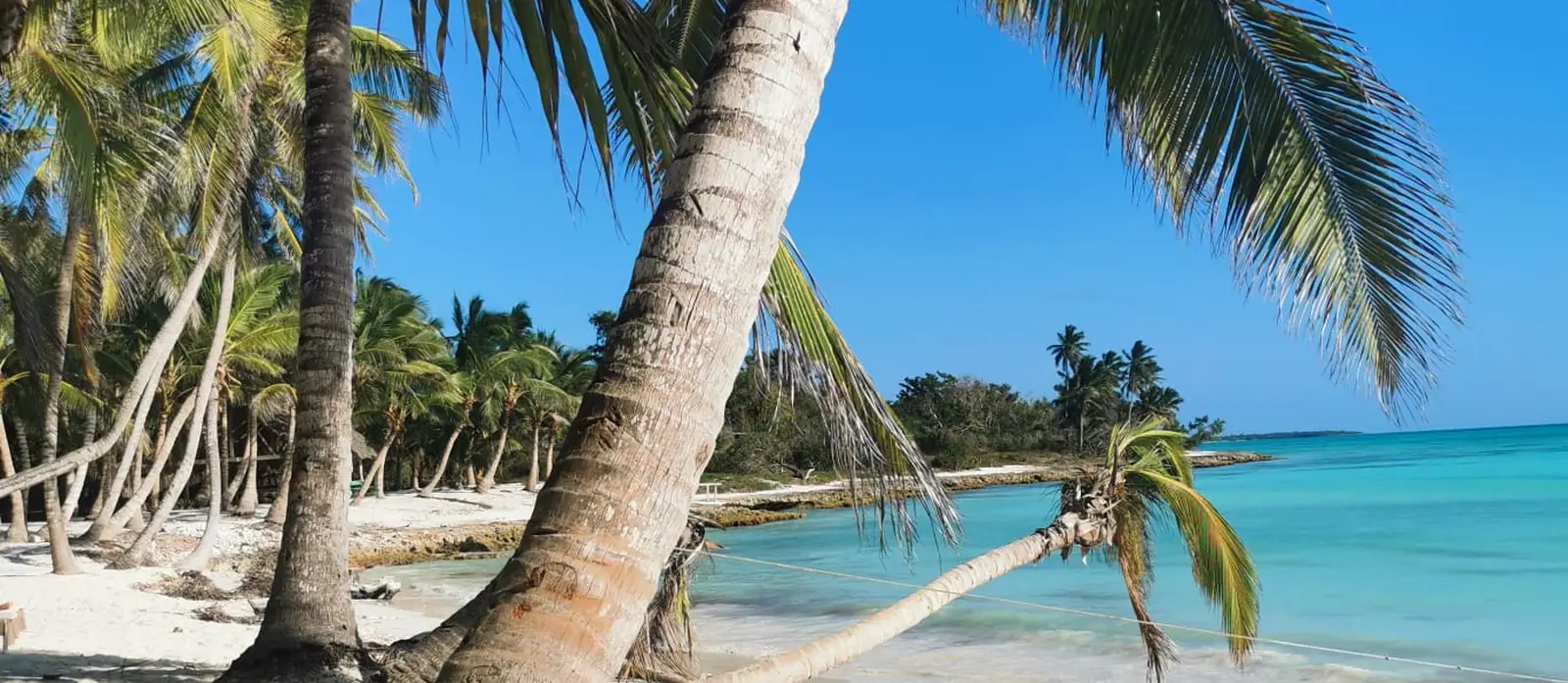 Palma pochylona nad białą plażą i turkusowym morzem